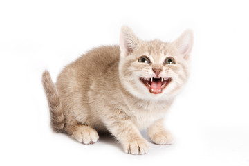 Fototapeta premium British kitten on white background