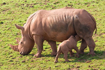White Rhino with calf feeding