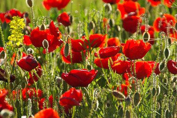 Fototapeta premium Klatschmohn - corn poppy 24