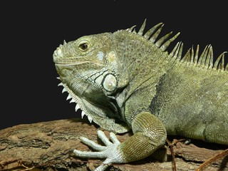 Leguan
