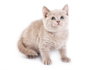 British kitten on white background