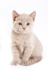 British kitten on white background