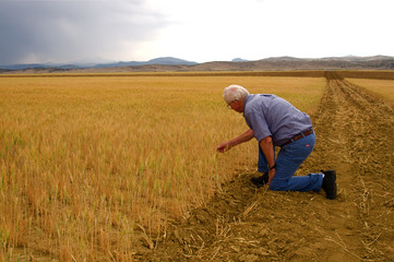 Naklejka na ściany i meble Wheat fields on the front range of Colorado USA