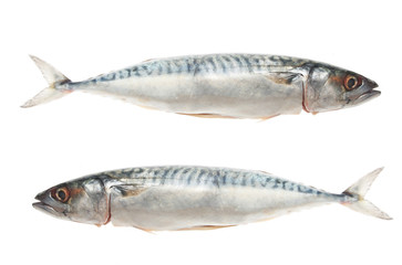 Two mackeral fish isolated on white
