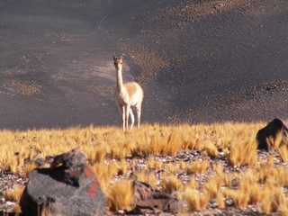 KONICA MINOLTA DIGITAL CAMERA