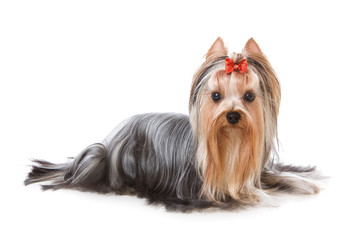 Yorkshire terrier on white background