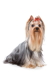 Yorkshire terrier on white background