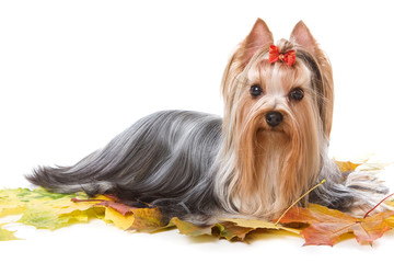 Yorkshire terrier on white background