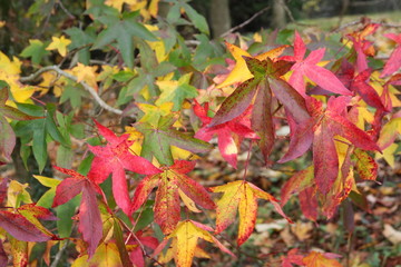 some leaf on the floor during autumn