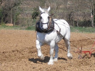 Cheval