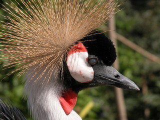 Fototapeta premium Peacock by side