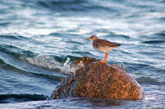 sea bird