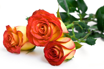 Three yellow roses on the white background
