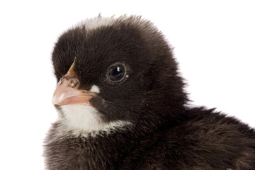 Black little chicken a over white background