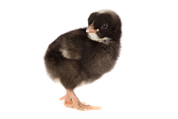 Black little chicken a over white background
