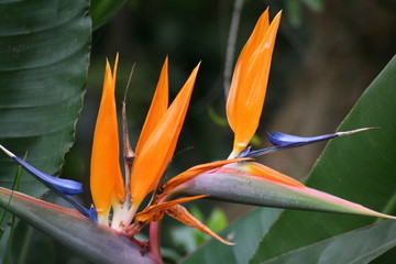 Bright bird of paradise plant