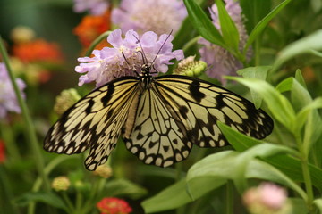 Beautiful black & yellow butterfly on colorful flowers