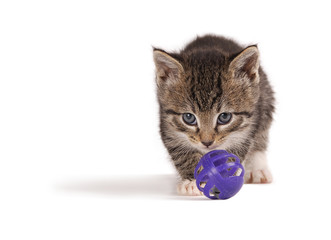 A tabby kitten playing with a purple ball.
