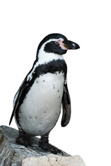 Humbolt penguin standing on a rock, background cut out