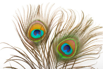 Peacock plume close up