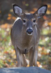 whitetail doe in the fall near a colorful forest