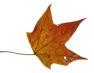 autumn leaf that is covered in rain drops