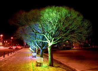 Christmas illumination of trees in the street