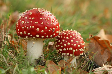 Two toadstools