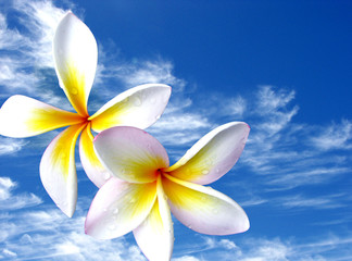 Frangipani Flowers on Blue Sky background