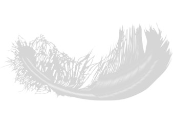 white feather illustration