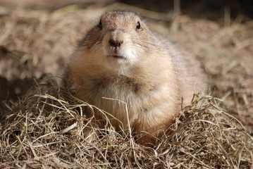 chien de prairie