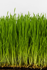 Fototapeta premium wheat grass