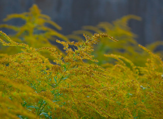 Beautiful green and yellow autumn plant. Background