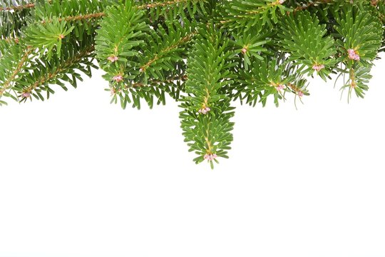 Background with  pine branches