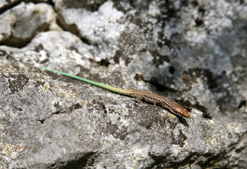 green lizard on rock background