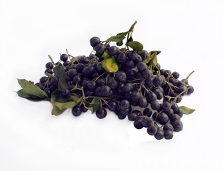 aronia fruits for juice and compote