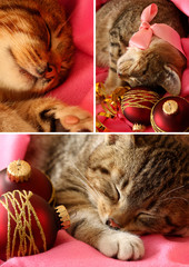 Collage of xmas kitten