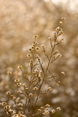 autumn wild flowers and fauna