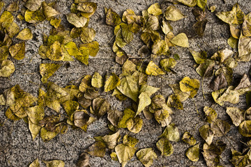 fallen yellow autumn leaves background