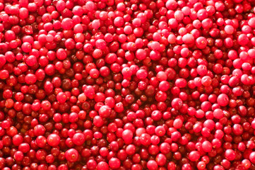 fresh cranberry backdrop