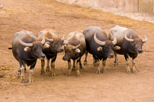 Herd of bulls