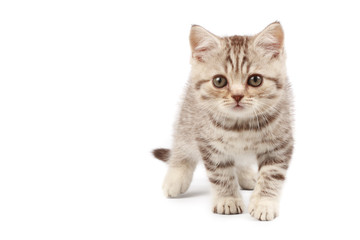 Obraz premium Cute kitten