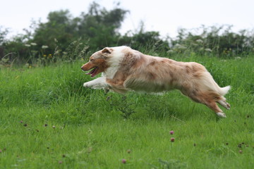 Arr&ecirc;t sur image d'une course effr&eacute;n&eacute;e