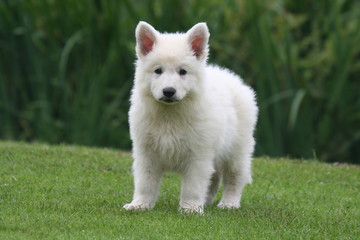 Adorable petit chien tout blanc dans le jardin