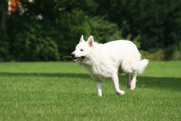 Berger Blanc Suisse courant avec un baton dans la gueule