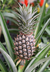 pineapple