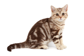 Cute kitten