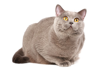 British cat looking up