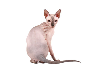 Sphynx cat