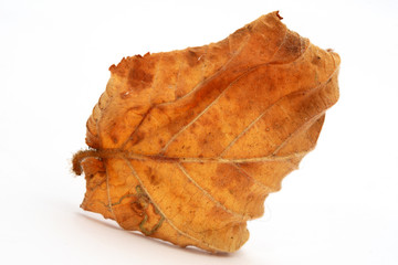 feuille d'automne